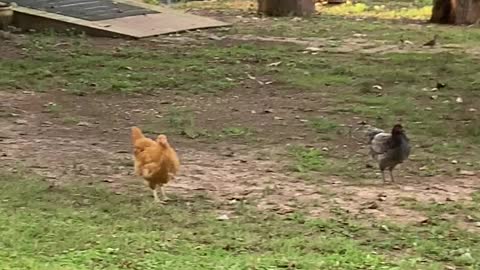 Chickens Chasing Birds