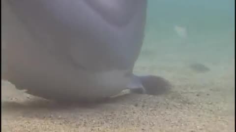 Incredible Dolphin Birth at Dolphin Quest Hawaii