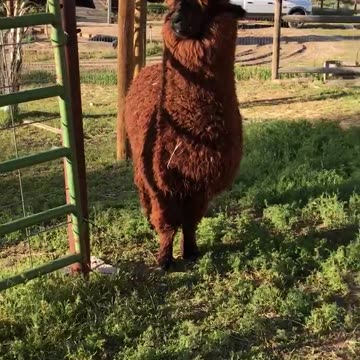 Spitting Llama