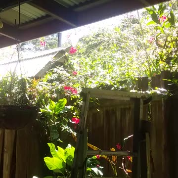 1.10.2024 Out of Control Kuranda (4)