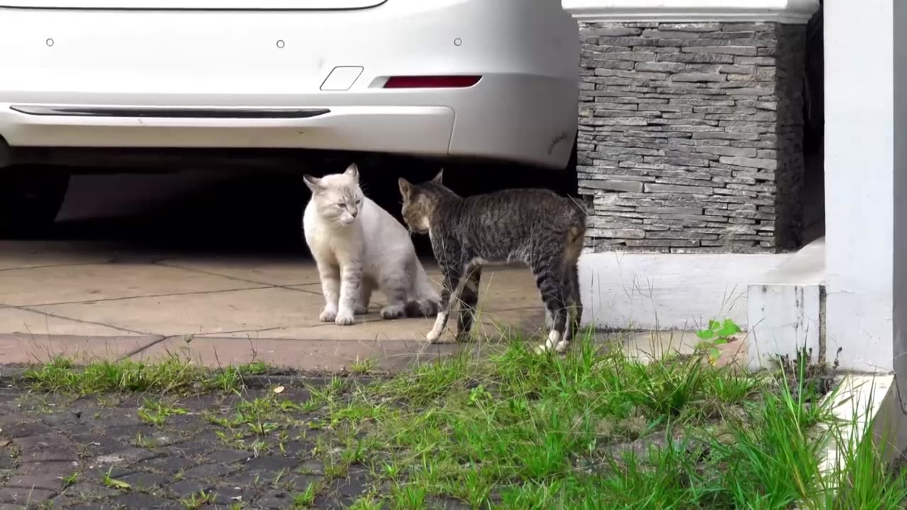 one cat threatning another viral cat video