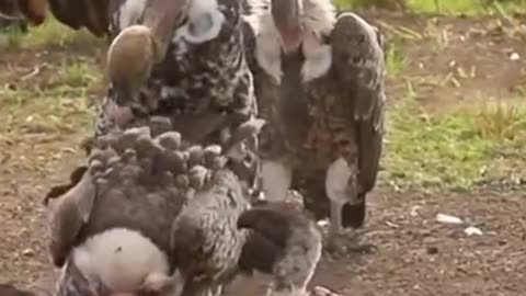 vultures fighting