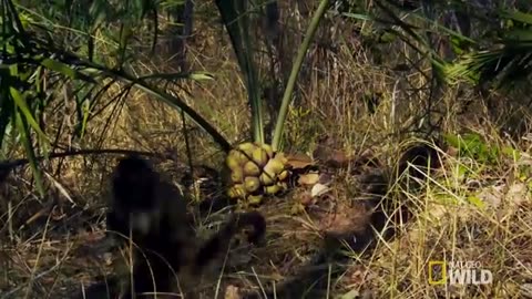 Amazingly Intelligent Monkeys | Brazil