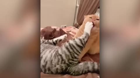 Cute and Funny Cats Compilation