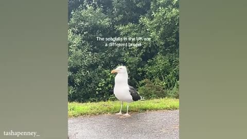Try_Not_To_Laugh 😹😻 New Funniest Animal Videos 🤣🧸