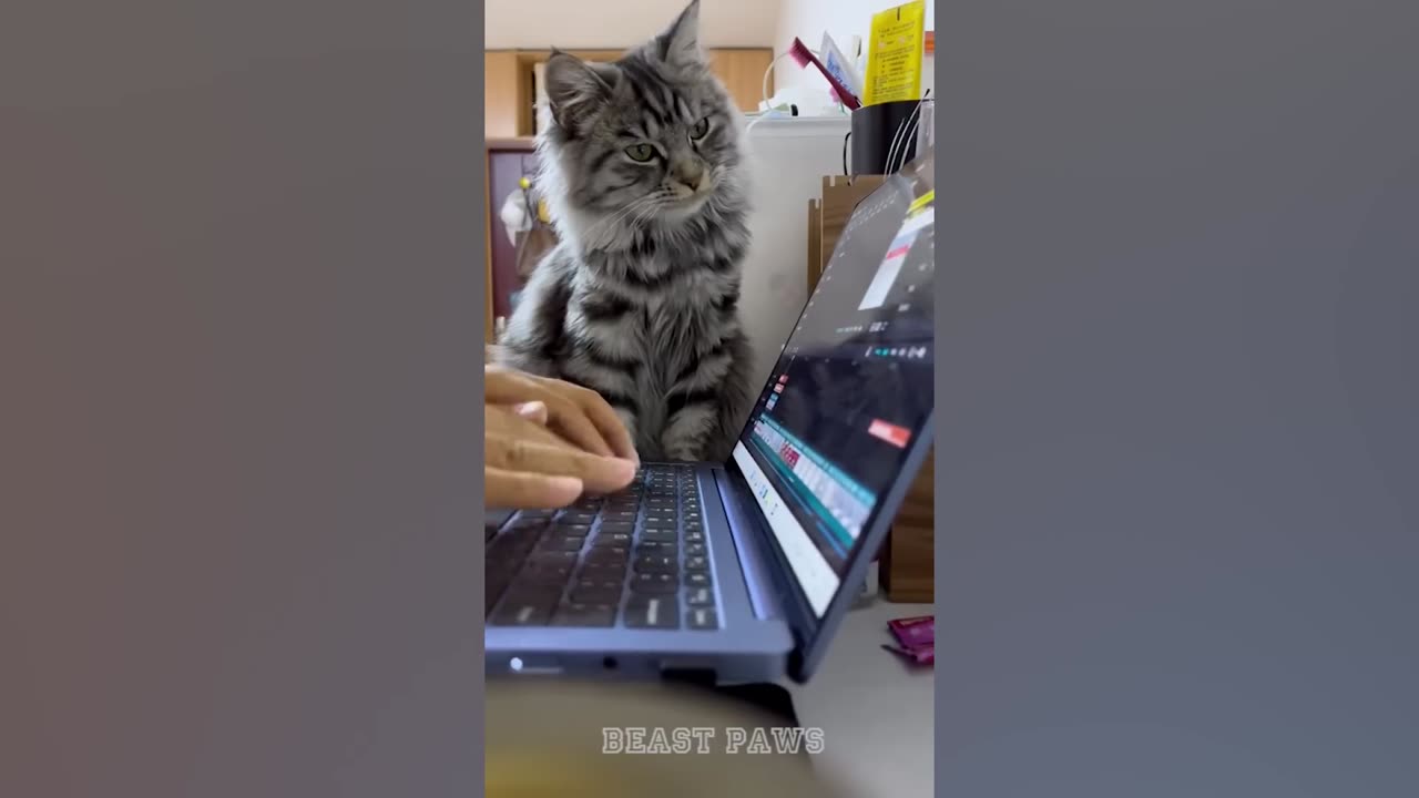FUNNIEST CAT VIDEOS OF ALL TIME - YOU LAUGH, YOU LOSE - Beast Paws