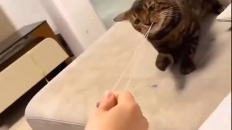 Funny cat video