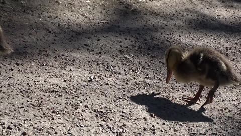 Satte mig hos änderna i parken vid Bergaliden. Helsingborg 1 Juni 2018