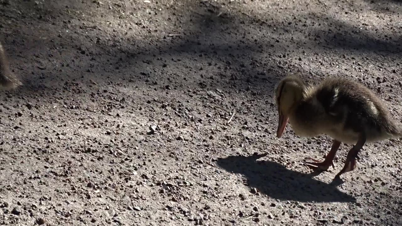 Satte mig hos änderna i parken vid Bergaliden. Helsingborg 1 Juni 2018