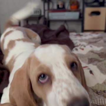 Deep philosophical conversations with my Basset Hound