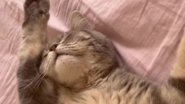 Fun with cats