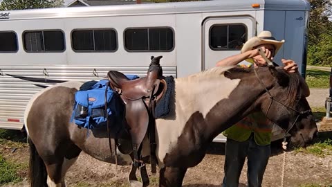 Avi getting bridle path trimmed with electric clippers