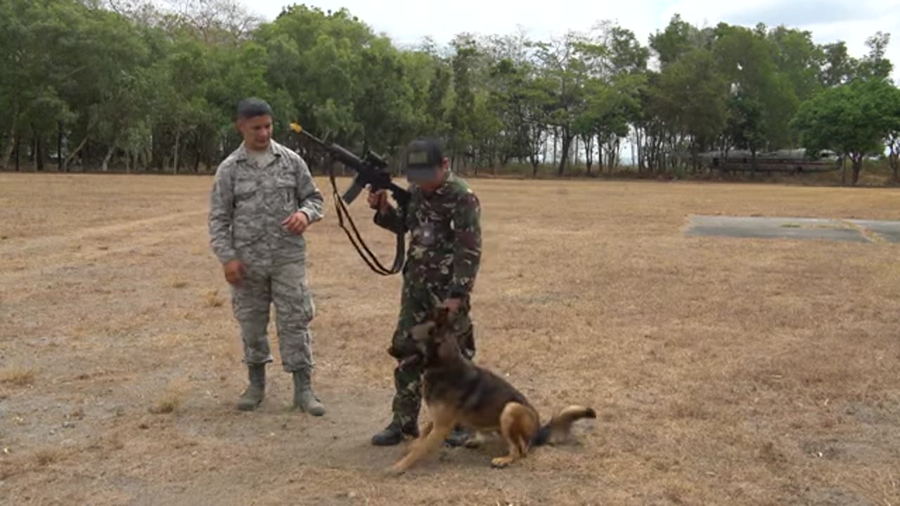 Military dog training