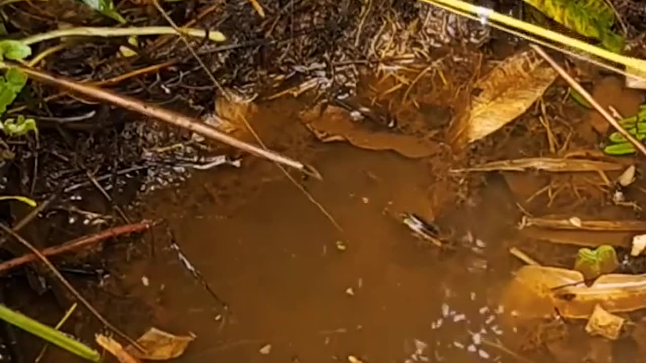 interesting fish