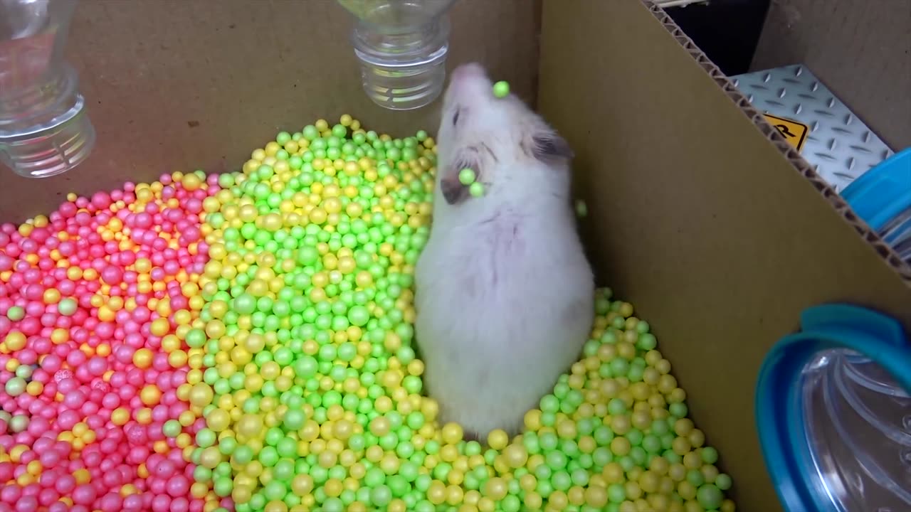 🐹 Hamster Escapes the Creative Maze for Pets in real life 🐹 in Hamster Stories