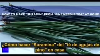 Suramina revierte el efecto de las vacunas y el autismo. Te de agujas de pino 19-COV