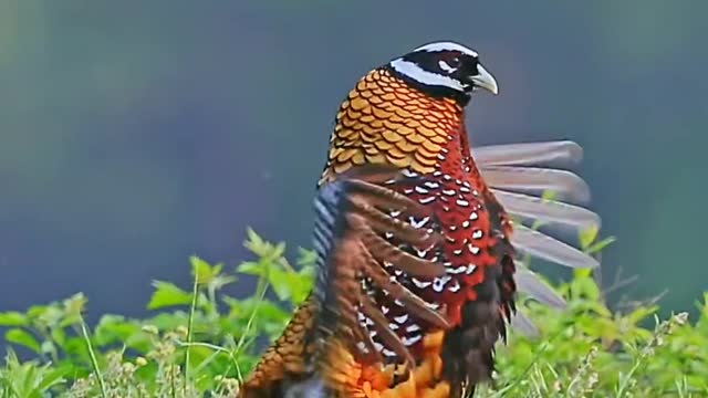 White-crowned Long-tailed Pheasant.