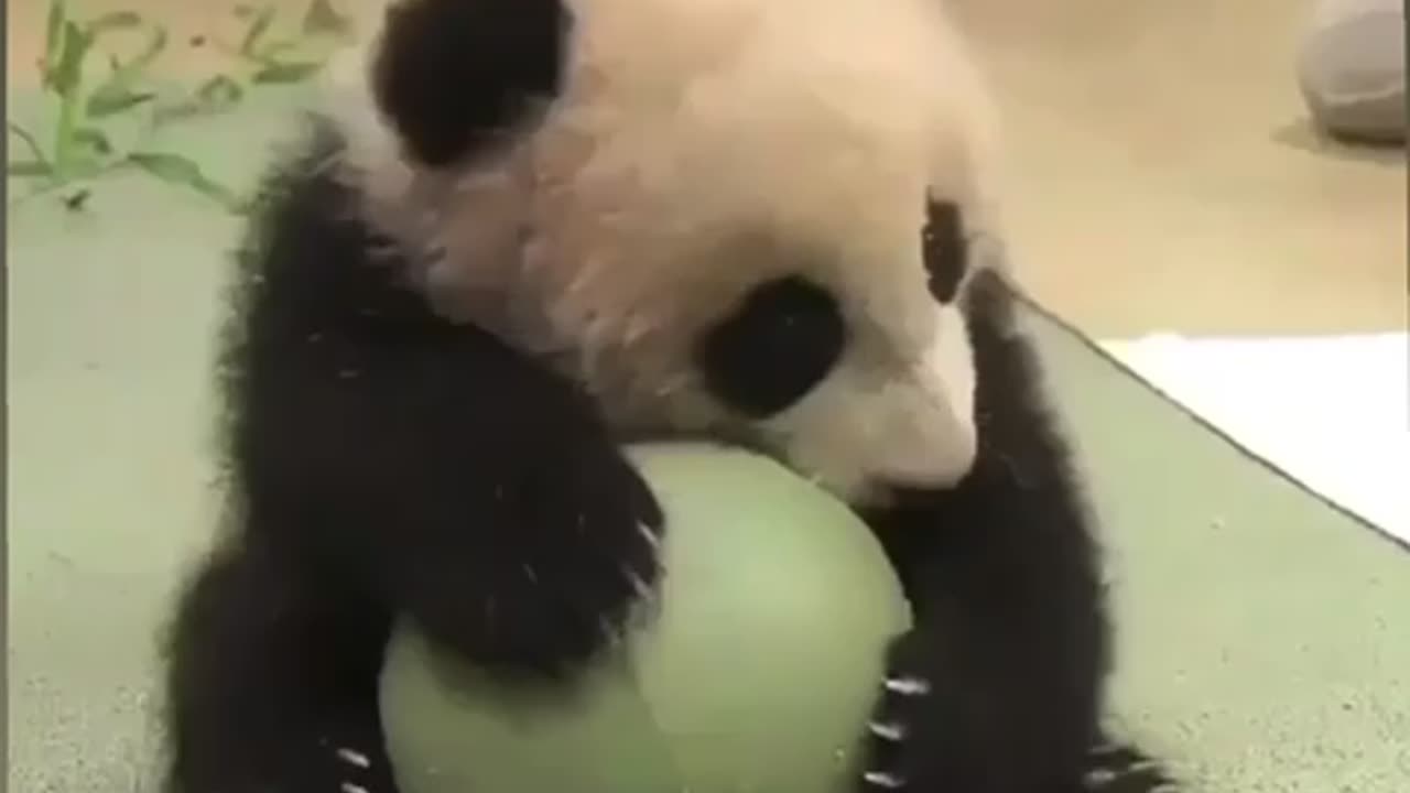 A baby panda playing with his ball 🐼