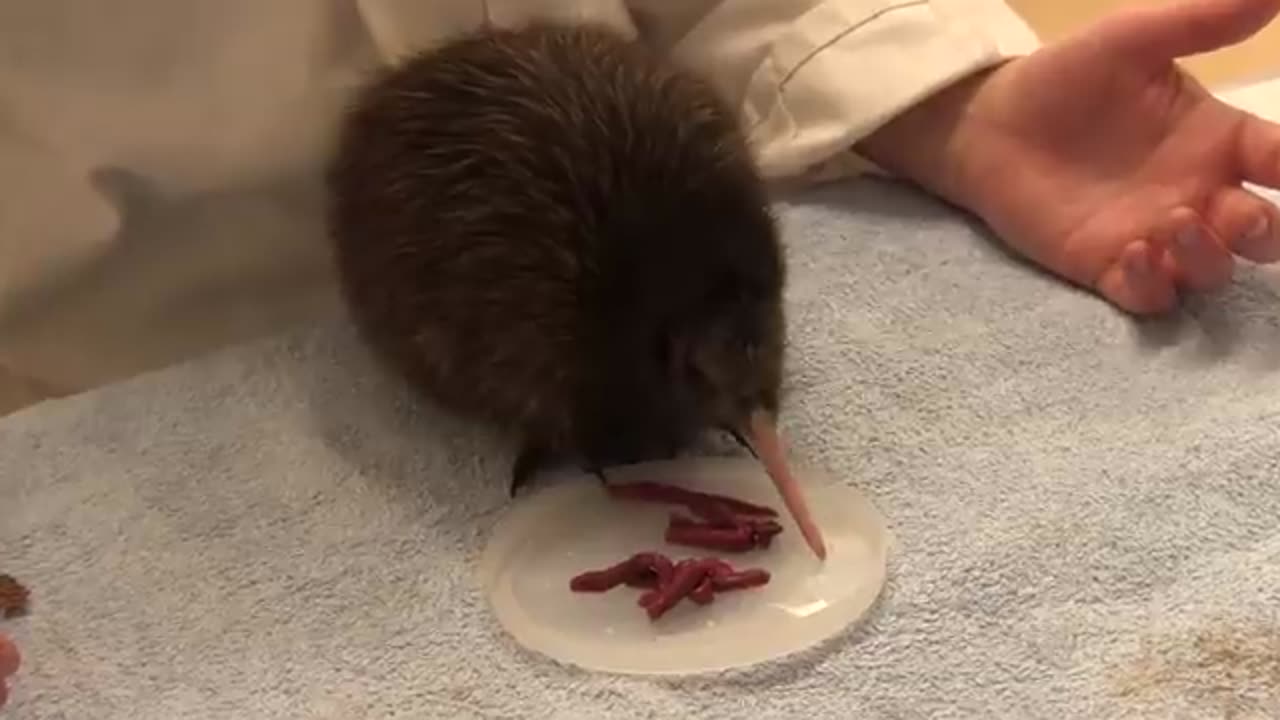 The world's cutest animal? - Baby Kiwi