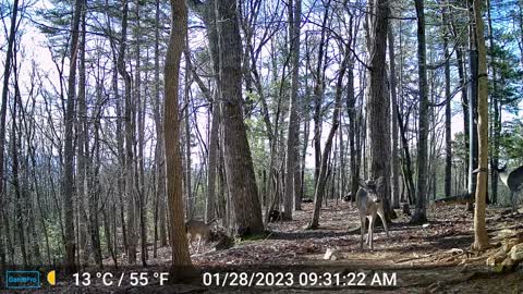 The Woods – 01/29/2023