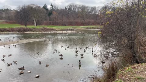 Canada geese still hanging around at James gardens Toronto