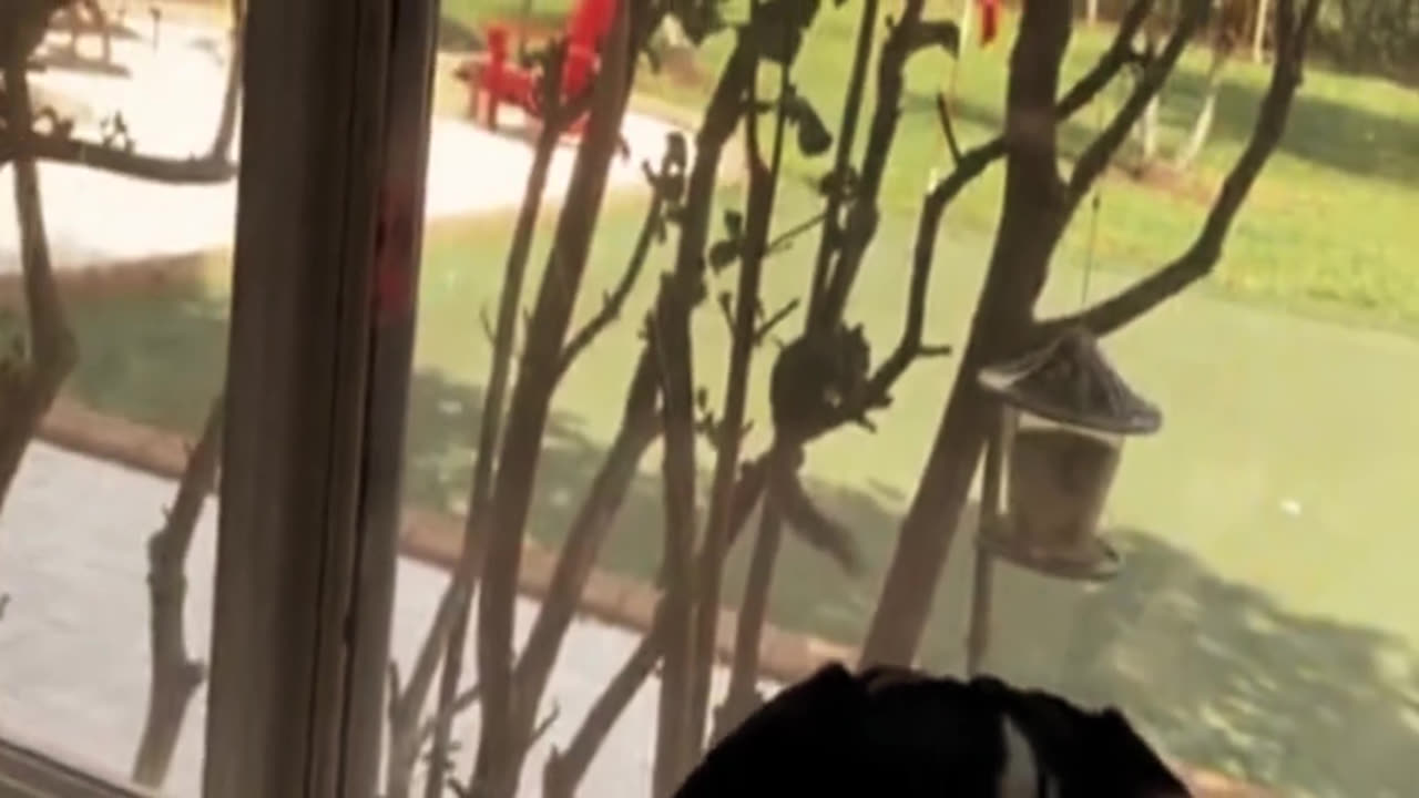 Sparrow Besides Send Good Pumpkin Cushaw