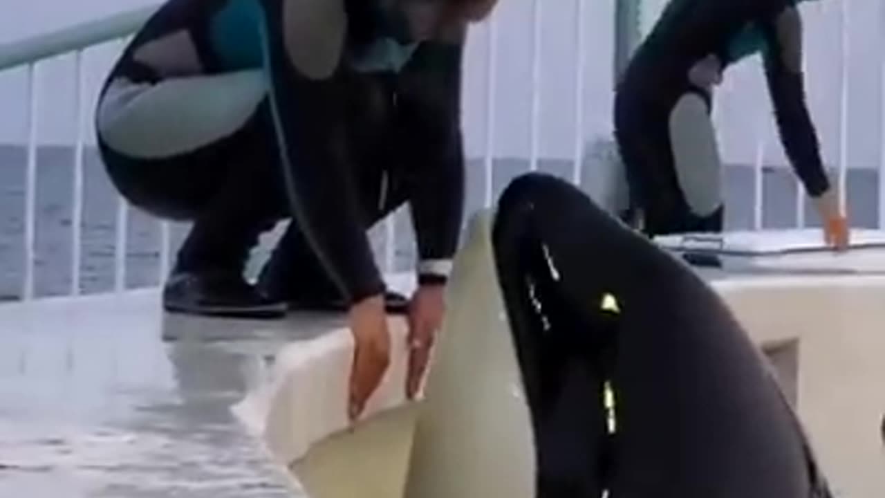 dolphin fish
