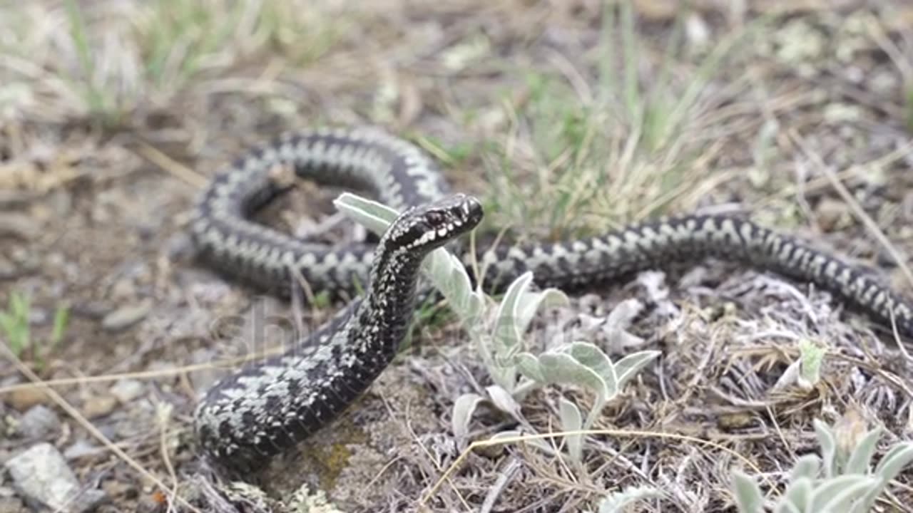 Venomous adder viper snake (Vipera berus) attack and bite