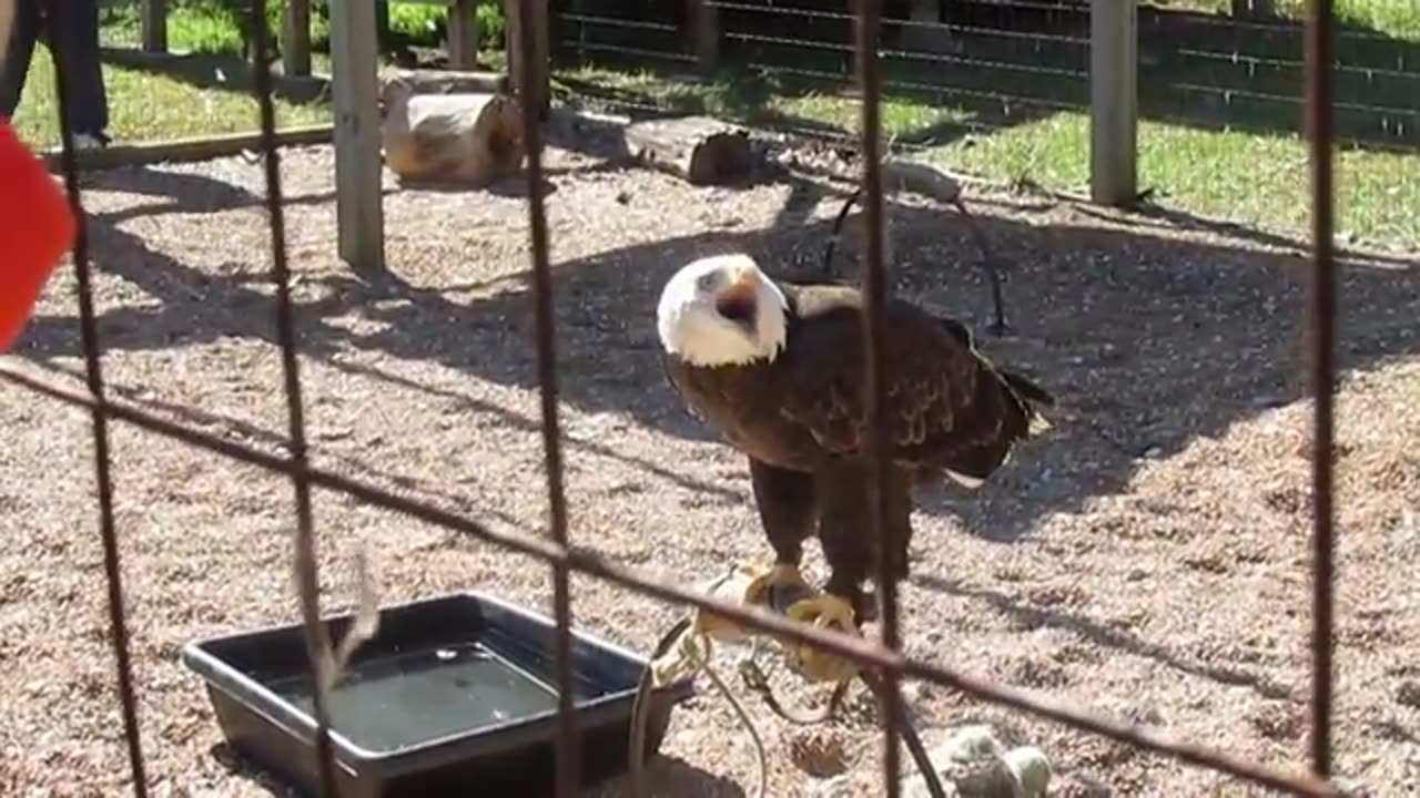 Bald Eagle talking lol