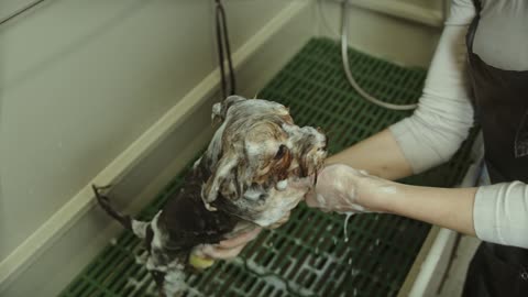 Gentle Shower for a Happy and Clean Dog