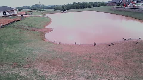 The Pond