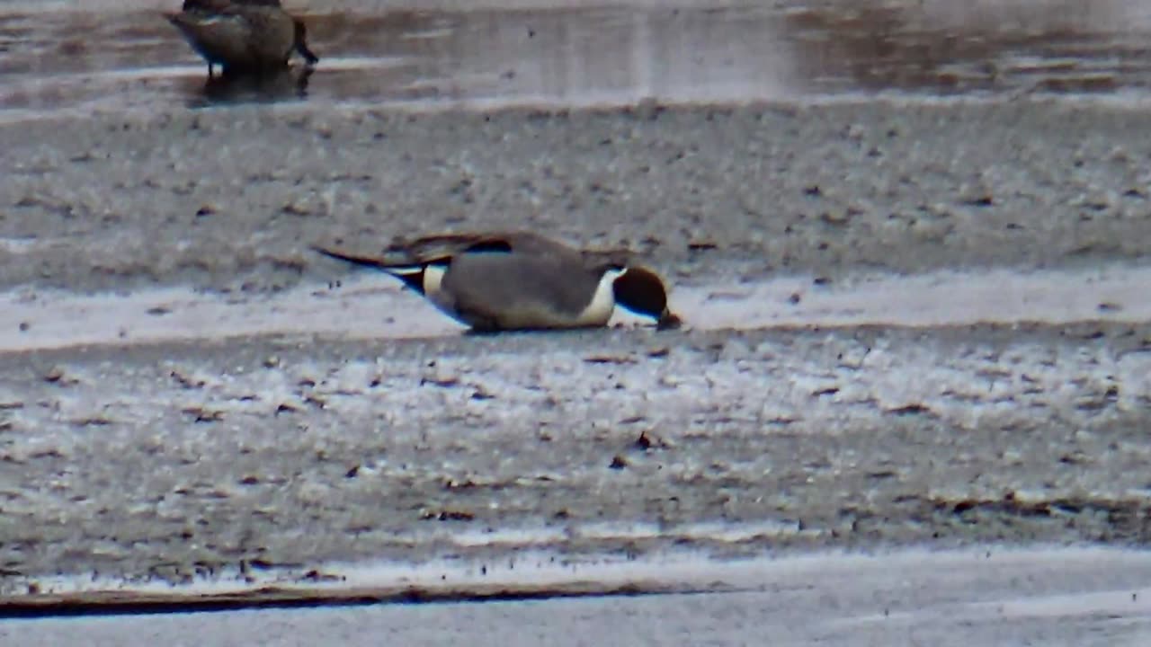 Northern Pintails