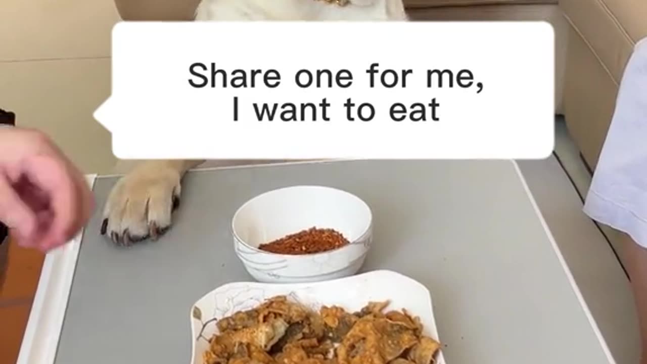 Most funniest dog video