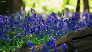 Meditation music