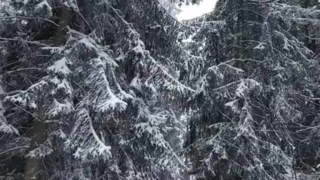 Winter snowy forest with the sound of falling snow and light wind - picturesque forests of Poland(1)