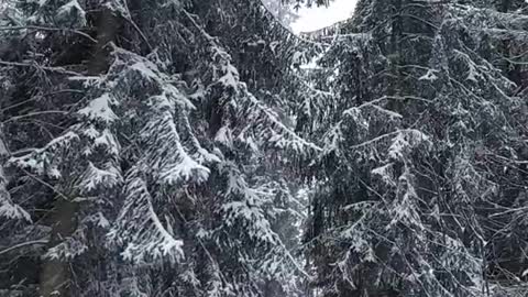 Winter snowy forest with the sound of falling snow and light wind - picturesque forests of Poland(1)