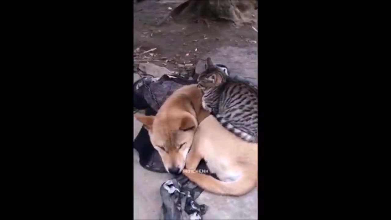 Funny Animals