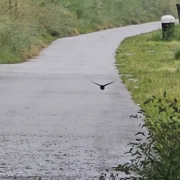 Swallows in slow motion / beautiful birds in slow motion.