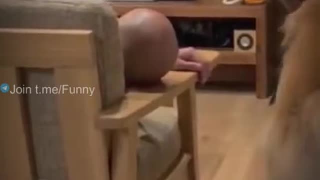 Fun of dog scene