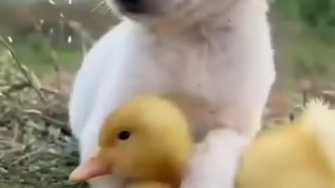 Puppy and chicken