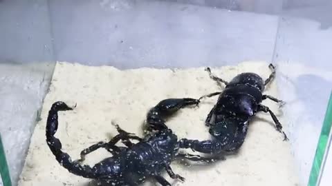 Black Titan Bug and Emperor Scorpion - King of Insects