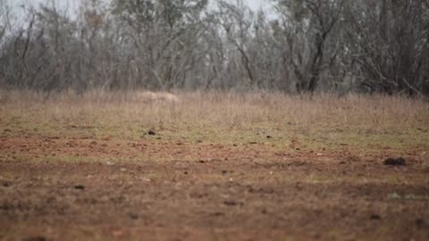 Nilgai Hunt at the G2 Ranch