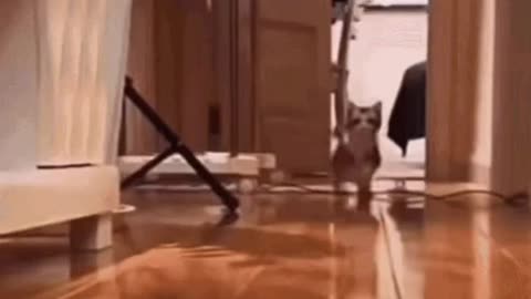 Cute Cat Gif
