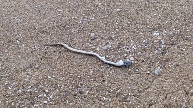 A sea snake😱😱