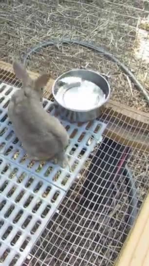 Transfer to Rabbit Tractor #rabbit #backyardrabbitry #peace #528hz #nature #babyanimals #animals