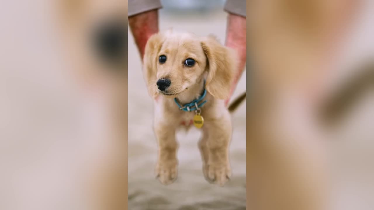 Playful Pup gets a Photoshoot at the Beach 📸🐶