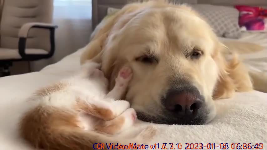 Golden Retriever and Tiny Kitten are Cutest Friends!