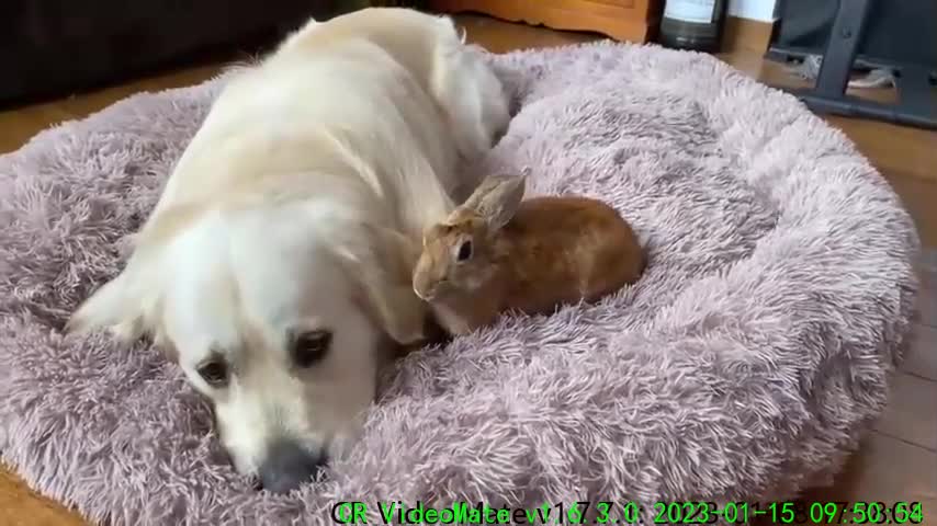 My Dog's Reaction When His Bed Was Taken Away [by Rabbits]