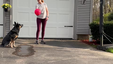 Dog Makes a Basket