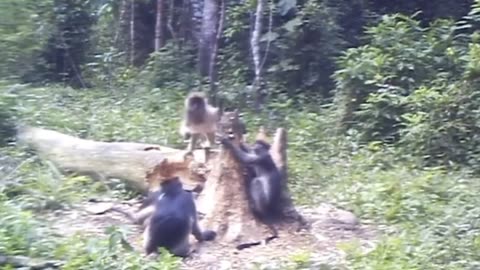 amazing wild cat attacks monkey